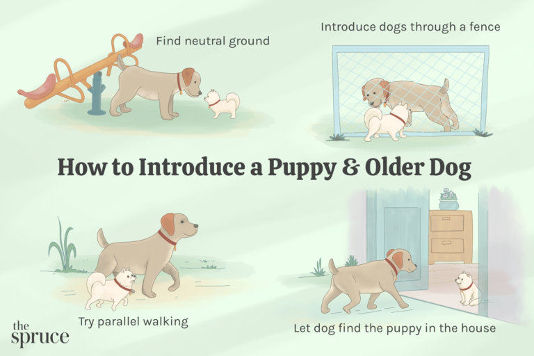 How to Introduce a Puppy to a Dominant Dog