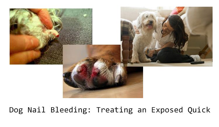 How to Make a Dog'S Nail Stop Bleeding