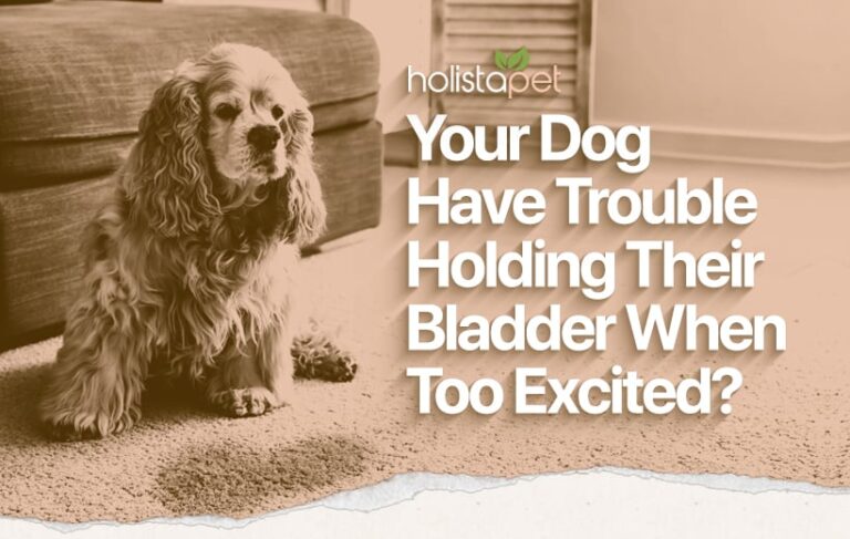 How to Stop a Dog from Peeing When Excited