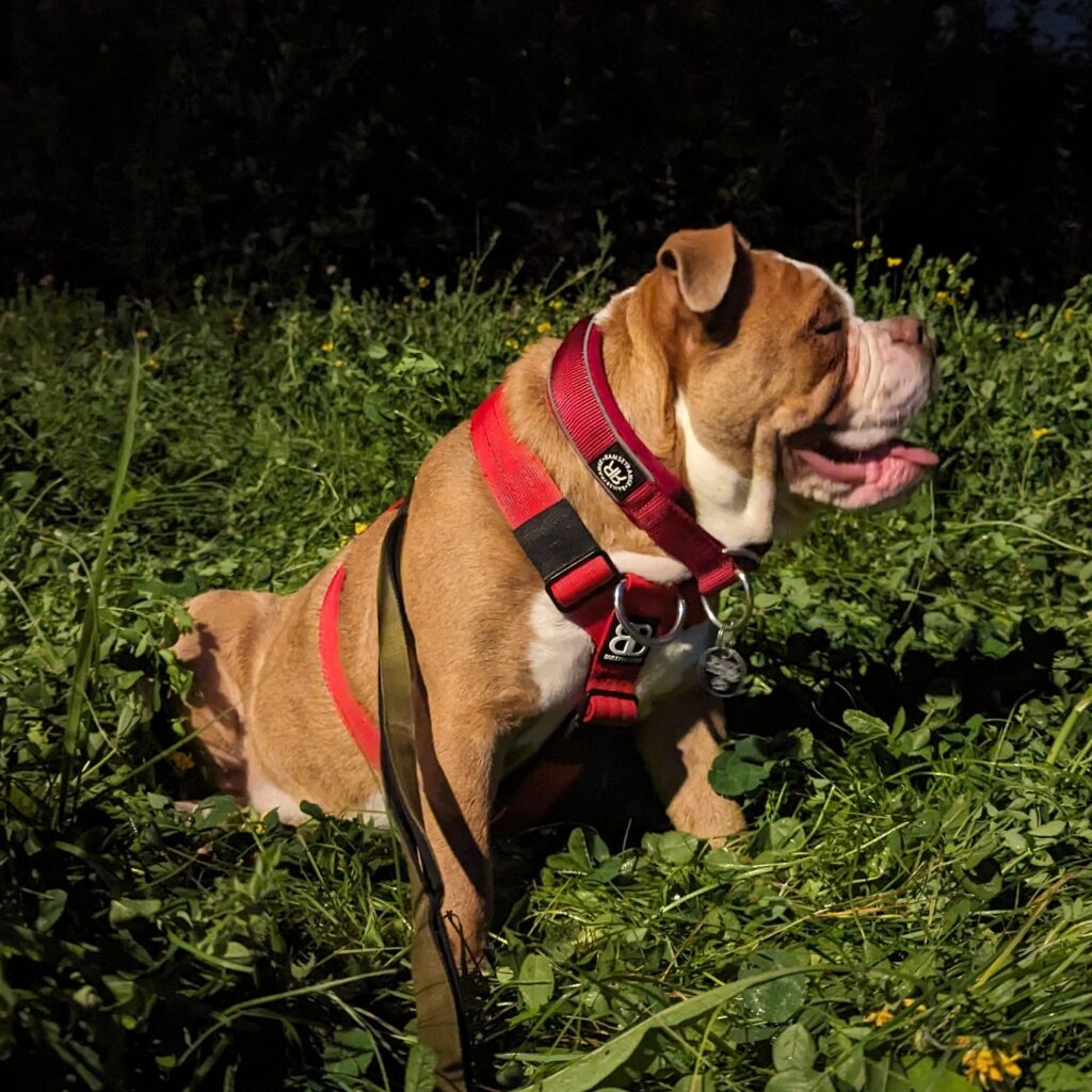 How to Stop a Dog from Pulling on the Leash