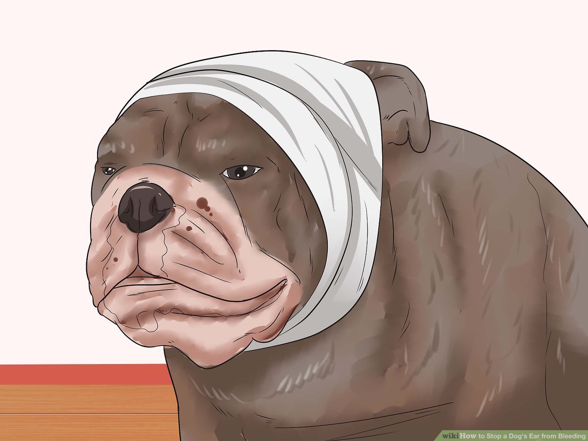 How to Stop a Dog's Ear from Bleeding Expert Tips and Techniques
