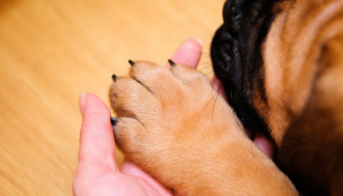 How to Stop a Dog'S Nails from Bleeding