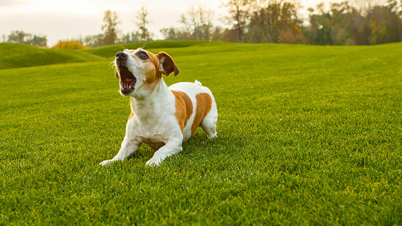 How to Stop My Dog from Barking at Strangers