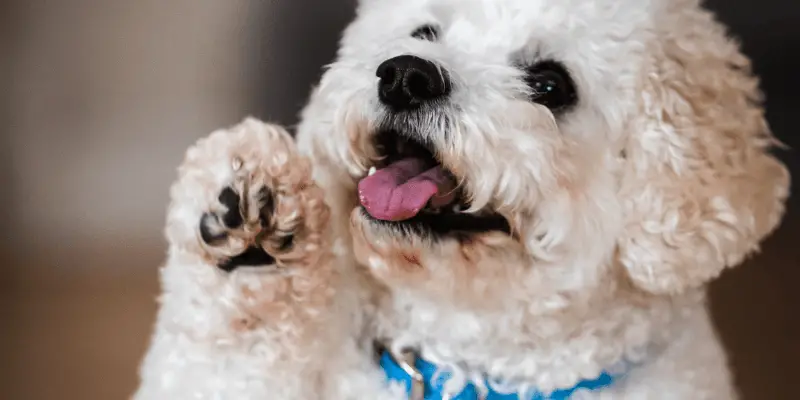 How to Stop My Dog from Licking His Paws
