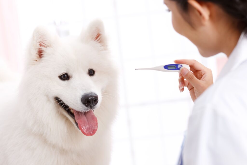 How to Take a Dog'S Temperature With a Human Thermometer