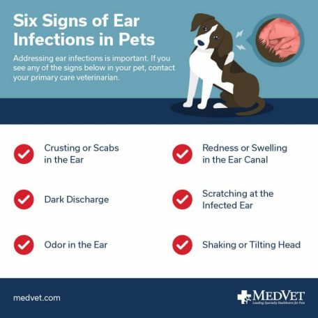 How to Tell If a Dog Has an Ear Infection