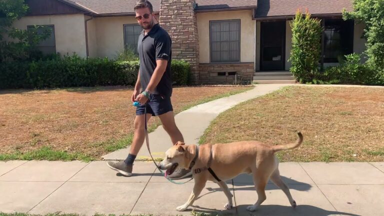 How to Train My Dog to Walk on a Leash