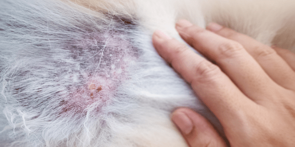 How to Treat Dry Skin on Dogs Home Remedies