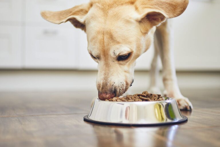 If Your Dog Eats Dry Food Do This Everyday