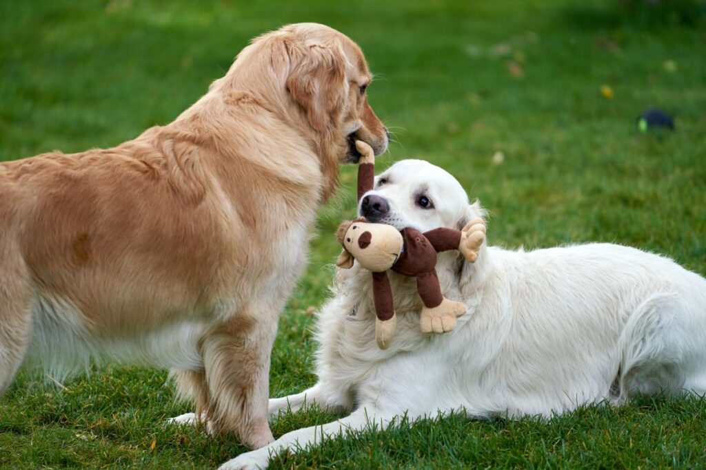 Male Dog Won'T Leave Female Alone Not in Heat