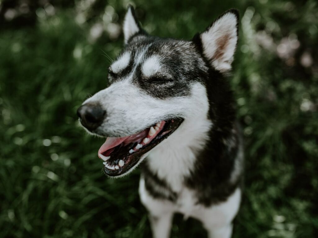 My Dog Gets Overly Excited When Guests Come Over