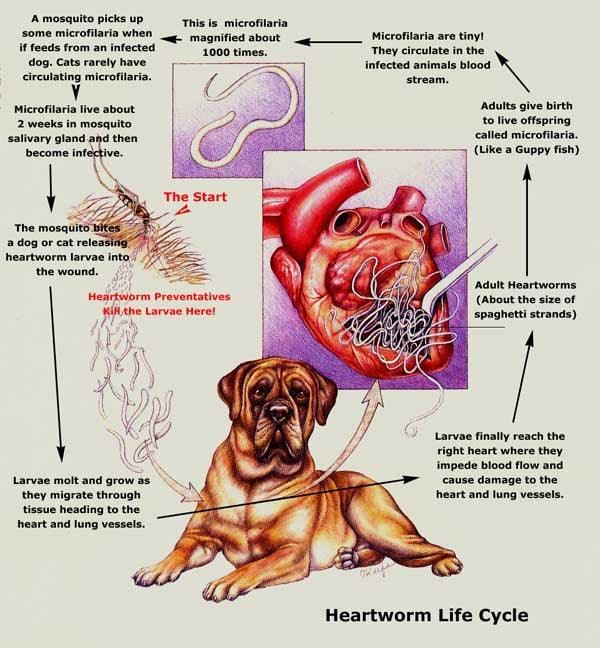 My Dog Has Heartworms How Long Will She Live