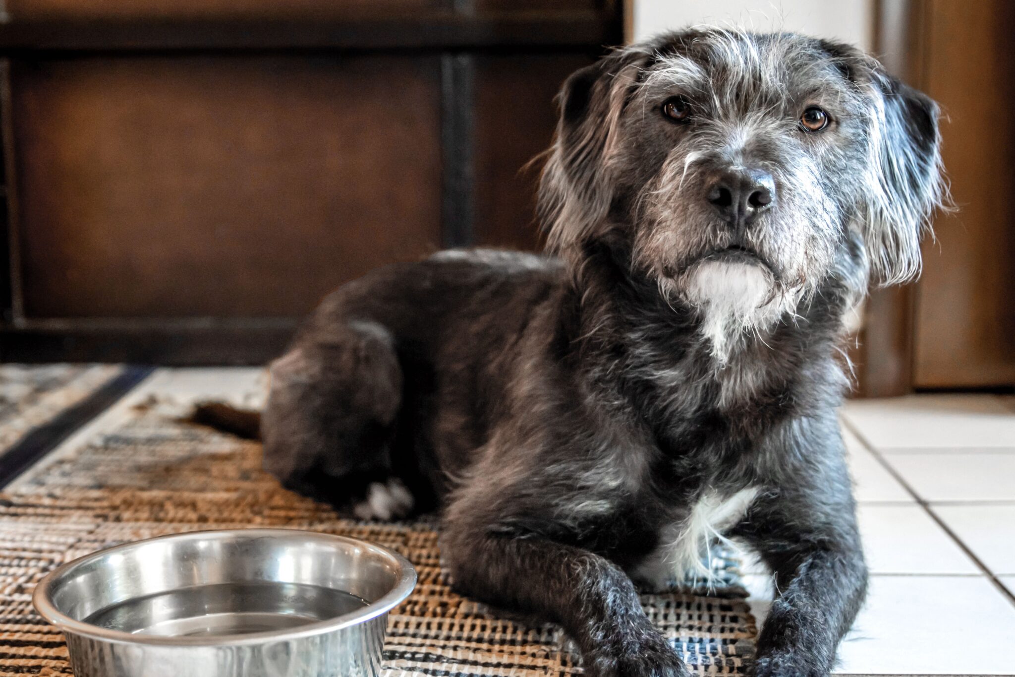 do-dogs-drink-a-lot-of-water-before-they-die-pawleaks