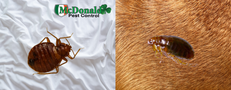 What Do Flea Bites Look Like on a Dog
