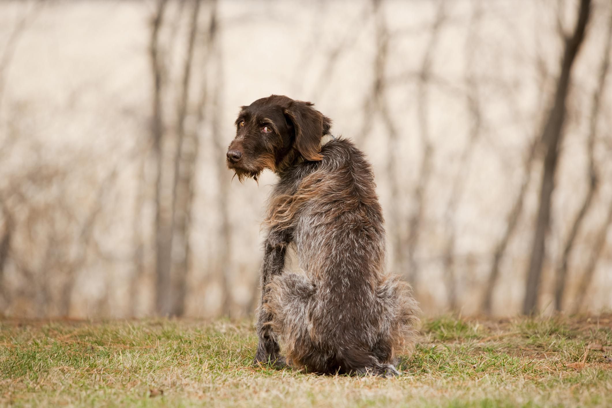 What Do I Do If My Dog Dies at Home? Quick and Essential Steps