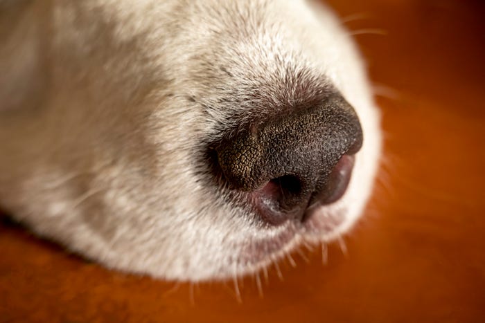 What Does a Dry Nose on a Dog Mean