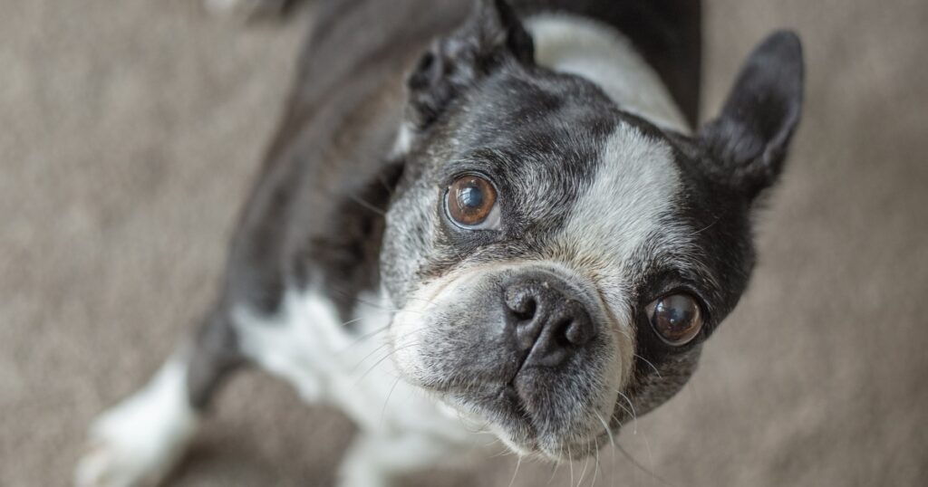 what-does-a-perianal-tumor-look-like-on-a-dog-unveiling-the