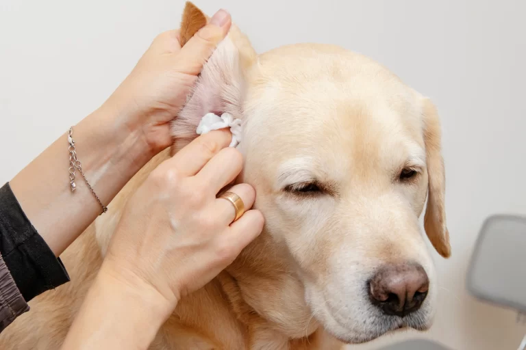 What Does a Skin Tag Look Like on a Dog