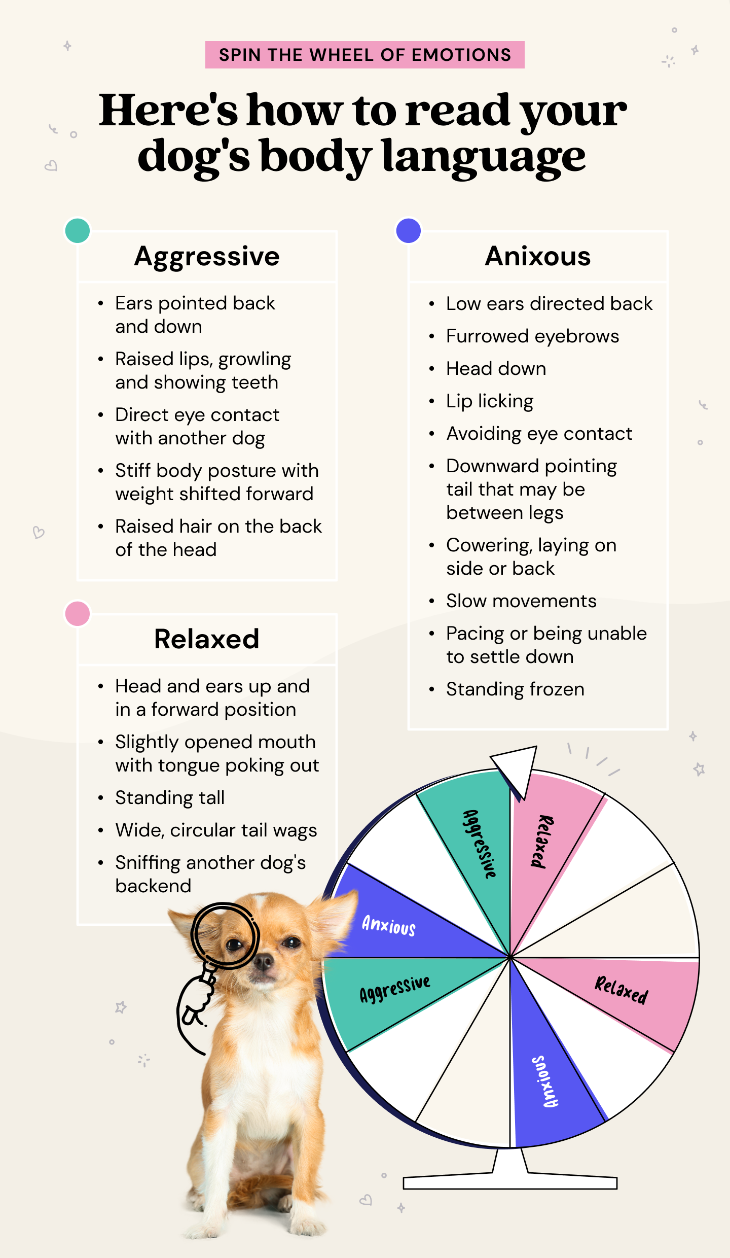 What Does It Mean When a Dog's Tail is Down: Decoding Your Pet's Body ...