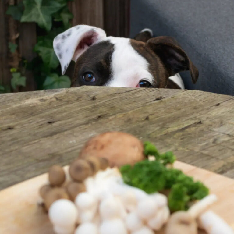 What Human Medicine Can I Give My Dog For Vomiting A Comprehensive 