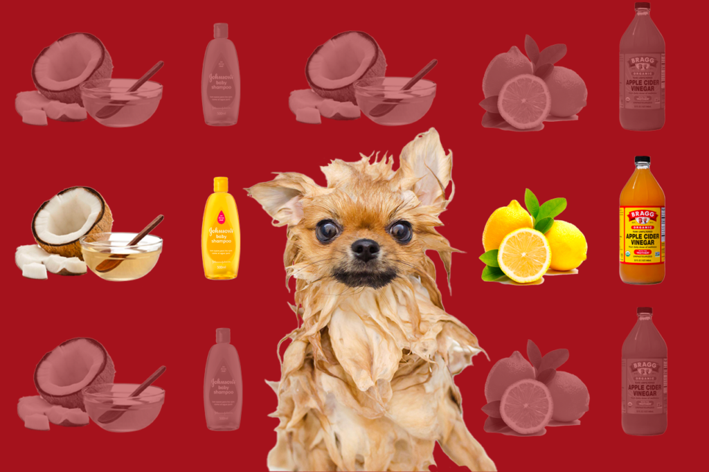 What Human Shampoo Can I Use on My Dog