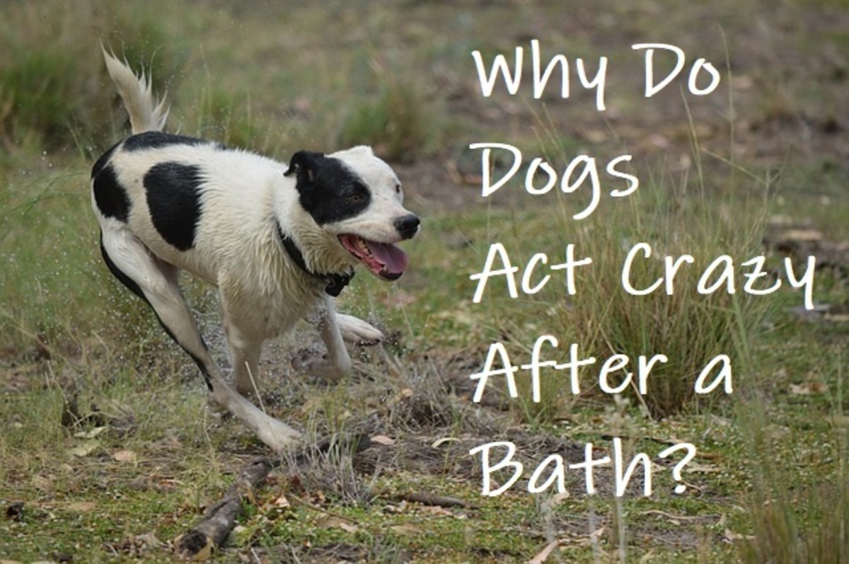 Why Do Dogs Get the Zoomies After a Bath Unleashing the PostBath Energy