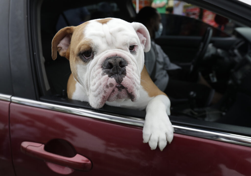 Why Do Dogs Stick Their Heads Out the Window