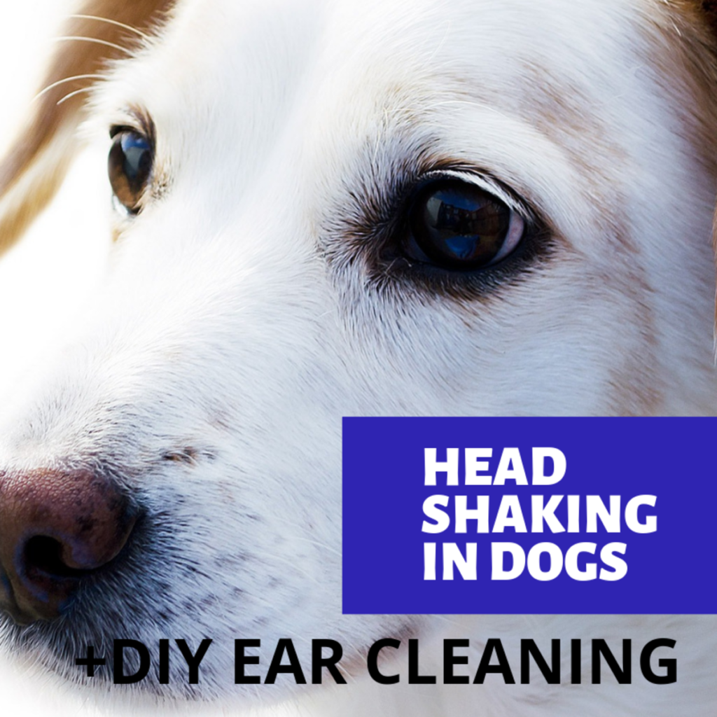 Why Does My Dog Shake His Head So Much? Discover the Causes and Solutions