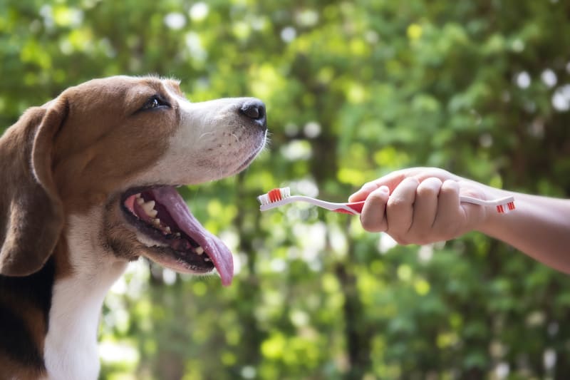 Why Does My Dog's Breath Smell So Bad? Discover the Causes and Remedies