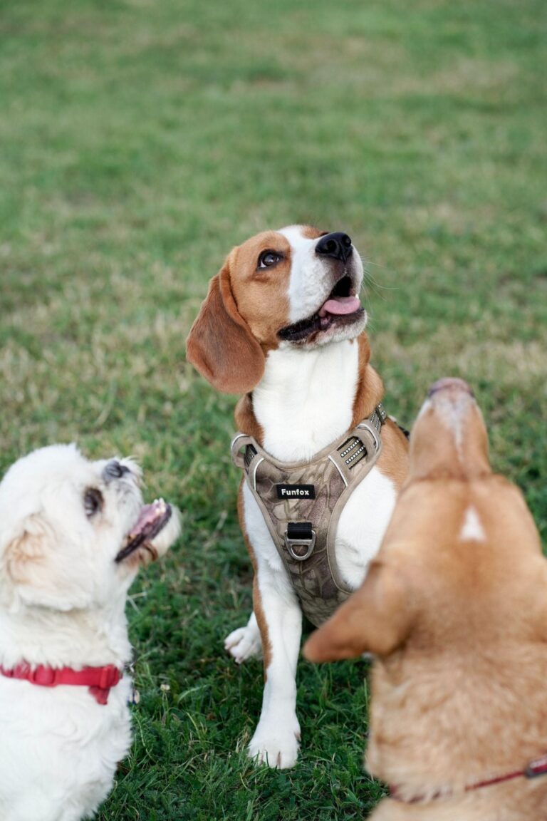 Why is My Dog Licking My Other Dog'S Ear