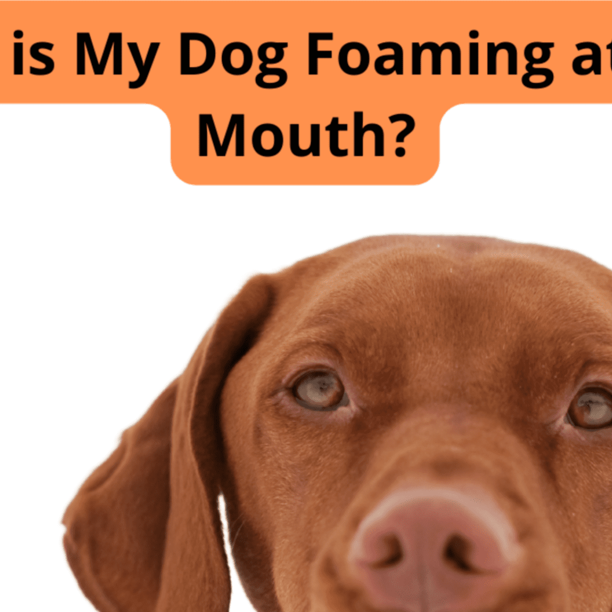 Why Is My Male Dog Foaming At The Mouth? Learn The Causes And Solutions 