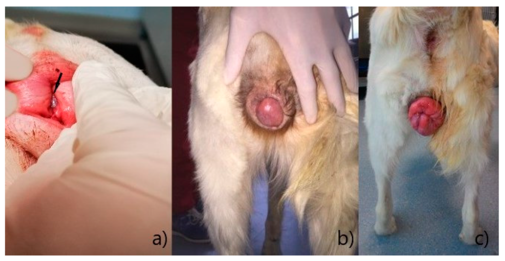 Why is My Spayed Female Dogs Private Area Swollen