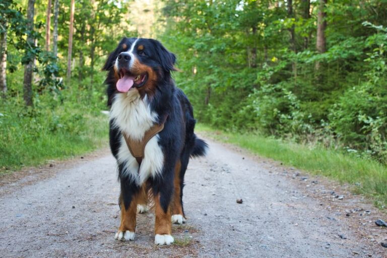 Why You Shouldn'T Get a Bernese Mountain Dog