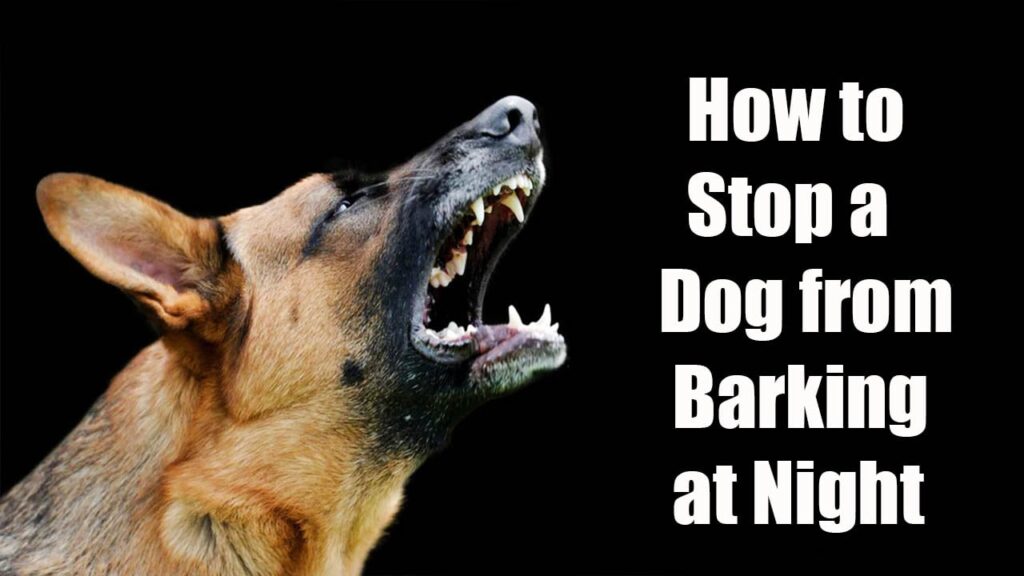 How to Stop a Dog from Barking at Night