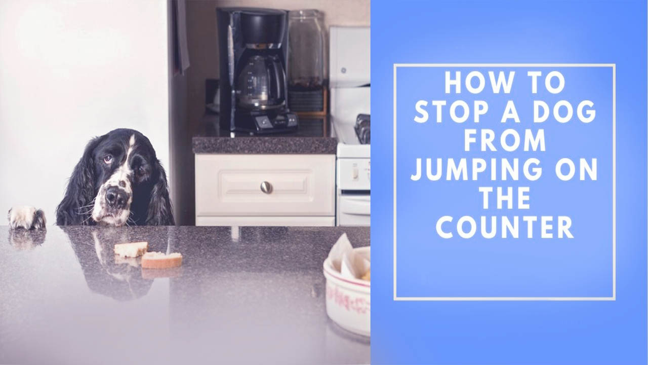 How to Stop a Dog from Jumping on the Counter
