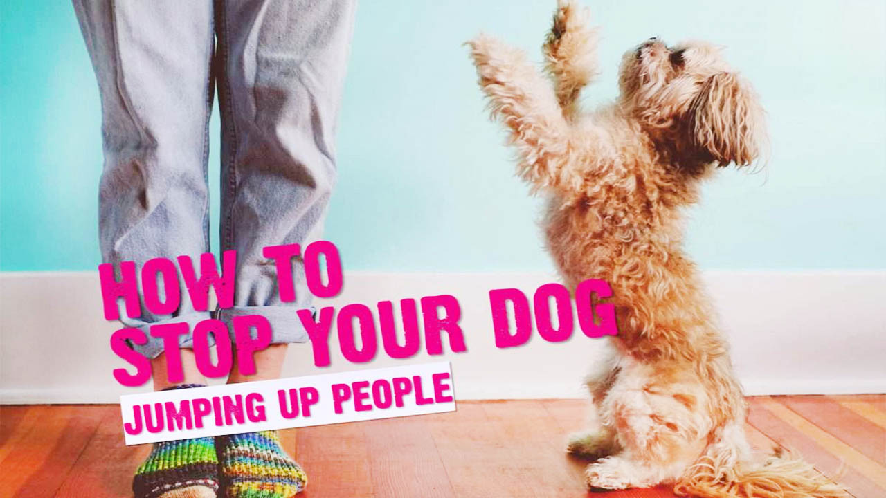 How to Train Dog Not to Jump on People