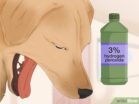 How Much Hydrogen Peroxide to Make a Dog Throw Up