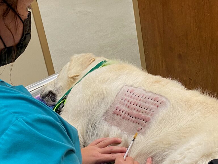 How Much is an Allergy Test for a Dog