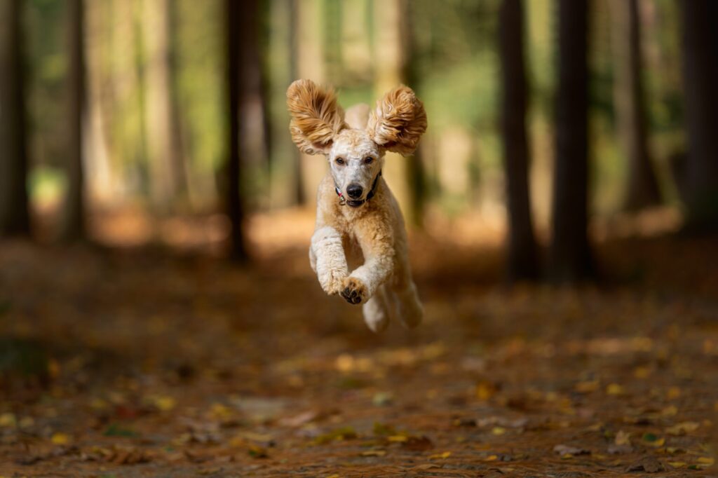 How Often Do Dogs Have to Get Rabies Shots