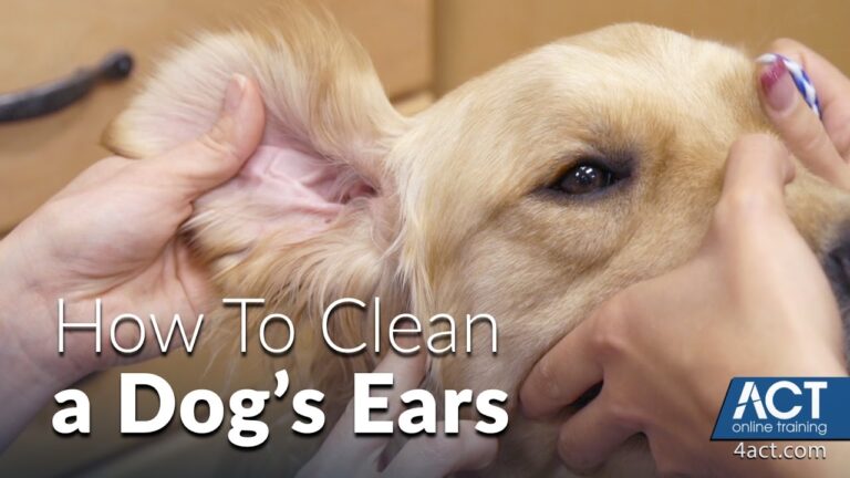 How to Clean a Dog'S Ear at Home