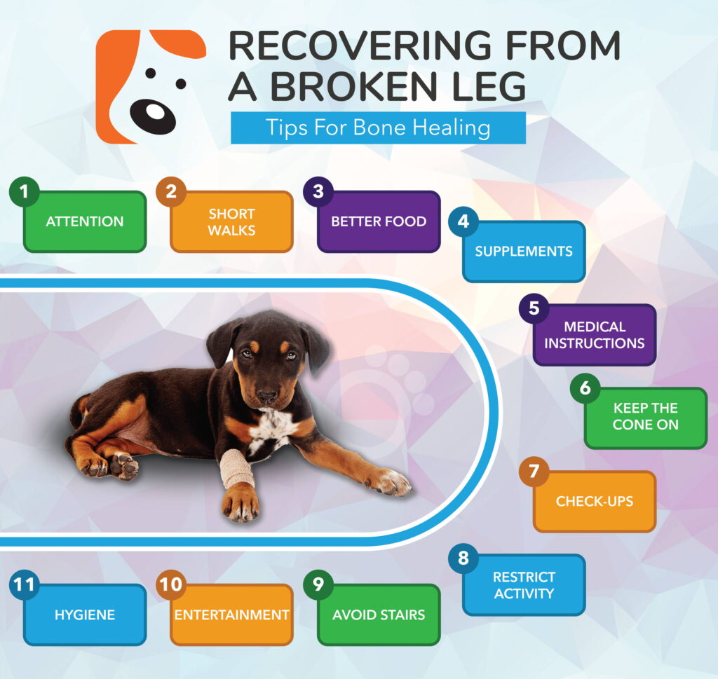 How to Fix a Dog Broken Leg at Home