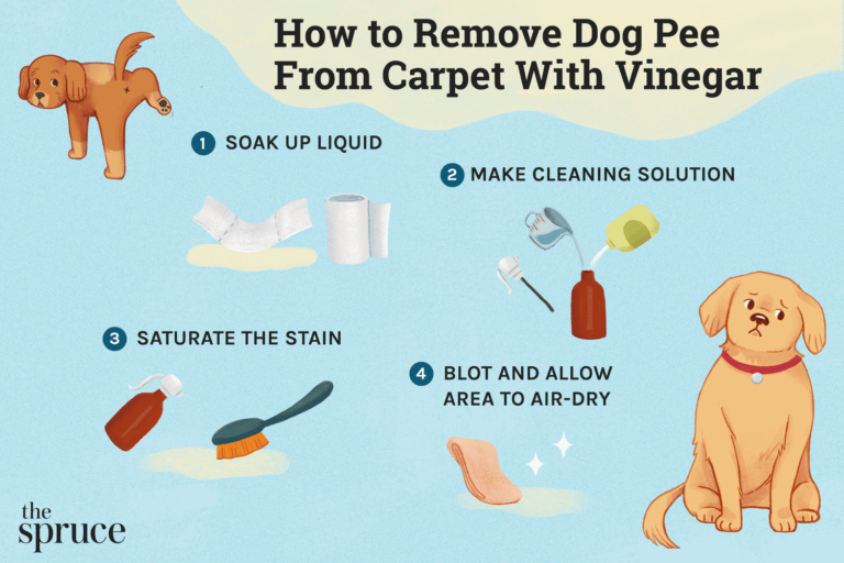 How to Get Dog Pee Stain Out of Carpet