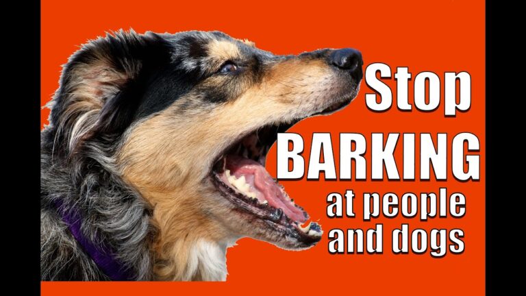 How to Get Dog to Stop Barking at Other Dogs
