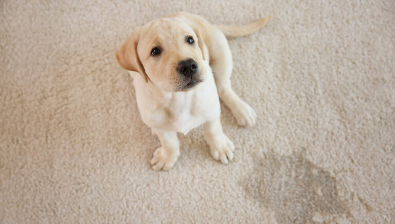 How to Get Dog to Stop Peeing on Carpet