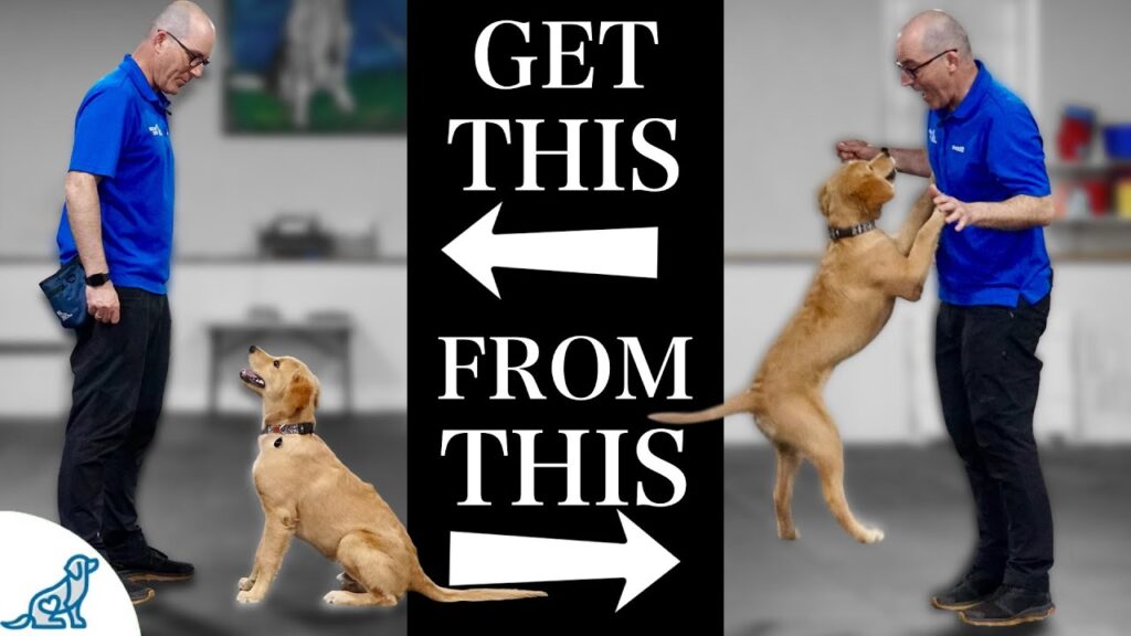 How to Get My Dog to Stop Jumping on People