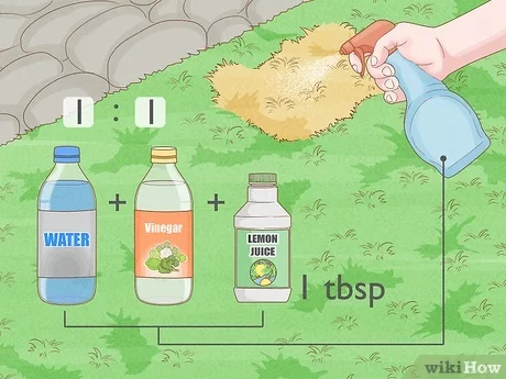 How to Get Rid of Dog Urine Smell Outside