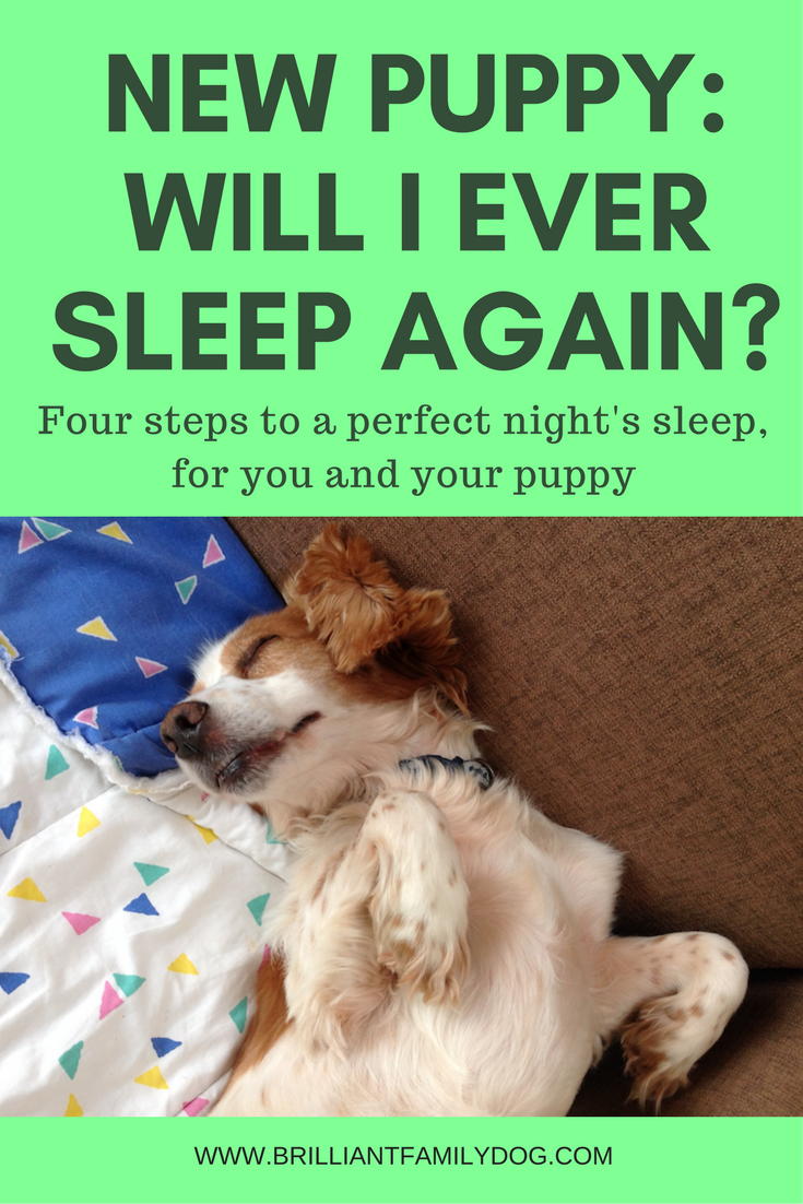How to Get Your Dog to Sleep Through the Night