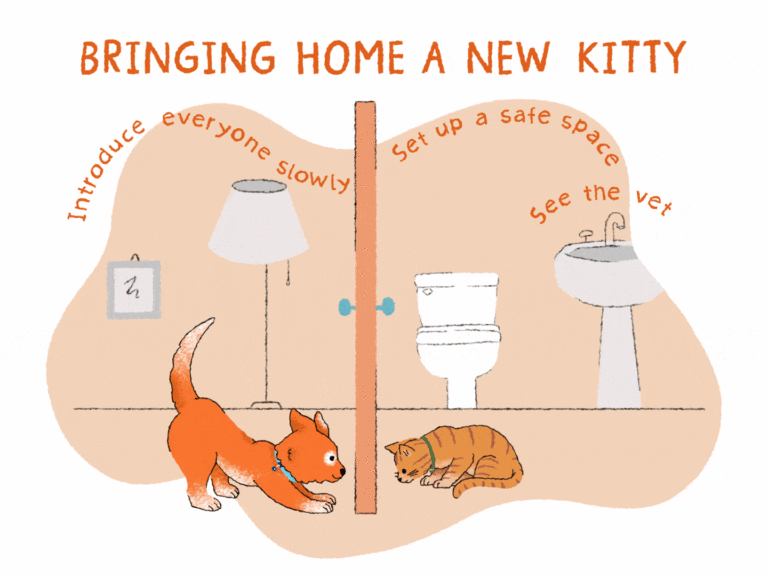 How to Introduce a New Dog to a Cat
