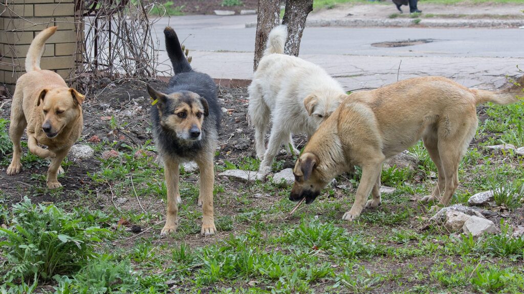 How to Keep Stray Dogs Out of Your Yard