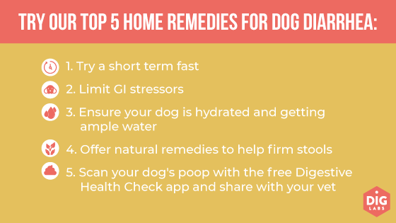 How to Make a Dog Poop Quickly Home Remedies